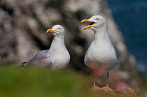 Herring gull (Larus argentatus) pair with a seacliff in the background. Fowlsheugh, Scotland, May .