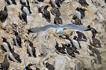 Herring gull (Larus argentatus) stealing an egg from a Common guillemot colony (Uria aalge). Fowlsheugh, Scotland, June .