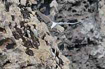 Herring gull (Larus argentatus) trying to steal eggs from a Common guillemot colony (Uria aalge).  Fowlsheugh, Scotland, June .