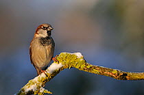 House sparrow (Passer domesticus) resting on a branch in winter. Perthshire, Scotland, December