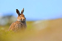 Mountain hare (Lepus timidus) peering over its shoulder. Cairngorms National Park, Scotland, July