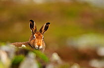 Mountain Hare (Lepus timidus) in its brown summer coat, staring. Cairngorms National Park, Scotland, October