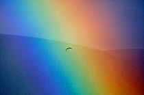 Osprey (Pandion haliaetus) flying through a rainbow. Aviemore, Scotland, July.