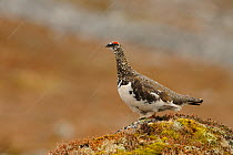 Rock ptarmigan (Lagopus mutus), a cock bird perched on a moss-covered rock during a spring snow shower.  Cairngorms National Park, Scotland, May