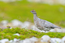 Rock ptarmigan (Lagopus mutus), cock bird in summer plumage. Cairngorms National Park, Scotland, July .