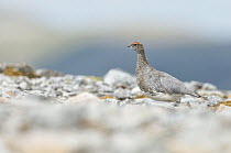 Rock ptarmigan (Lagopus mutus), cock bird in summer plumage. Cairngorms National Park, Scotland, July .