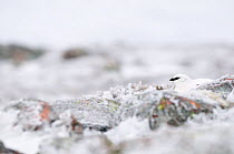 Rock ptarmigan (Lagopus mutus), cock bird in winter. Cairngorms National Park, Scotland, February