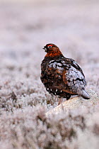 Red grouse (Lagopus lagopus scoticus), cock bird covered in frost resting on a rock. Cairngorms National Park, Scotland, April