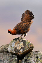 Red grouse (Lagopus lagopus scoticus), portrait of a cock bird displaying to rival males. Cairngorms National Park, Scotland, April