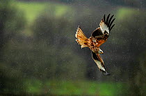 Red kite (Milvus milvus) flying in a rain shower. Dumfries and Galloway, Scotland, June