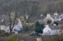 Red Kite (Milvus milvus) flying above a village. Dumfries and Galloway, Scotland, March .