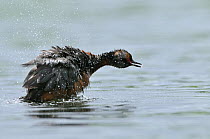 Slavonian / horned grebe (Podiceps auritus) swimming on a loch, shaking water out of its feathers. Scotland, June .