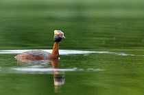 Slavonian / horned grebe (Podiceps auritus) swimming on a loch. Scotland, June .