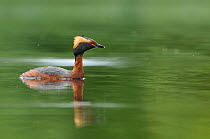 Slavonian / horned grebe (Podiceps auritus) swimming on a loch. Scotland, June .