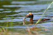 Slavonian / horned grebe (Podiceps auritus) catching a fish on a loch. Scotland, June .