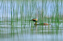 Slavonian / horned grebe (Podiceps auritus) swimming through reeds on a loch. Scotland, June .