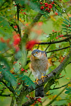 Sparrowhawk (Accipiter nisus) watching for  prey from a garden rowan tree. Perthshire, Scotland, September