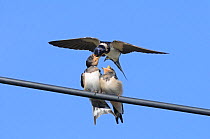 Barn swallow (Hirundo rustica) swooping down to  feed a fledgling on a wire. Perthshire, Scotland, September