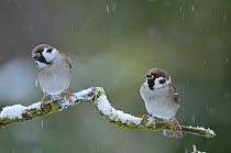 Tree sparrows (Passer montanus) perching during a snow shower. Perthshire, Scotland, December