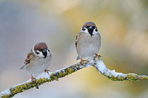 Tree sparrows (Passer montanus) perching during a snow shower. Perthshire, Scotland, December