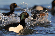 Tufted duck (Aythya fuligula) male on a loch, with others in the background. Scotland, January