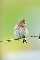 Twite (Carduelis / Acanthis flavirostris) resting on a barbed wire fence. Isle of Berneray, Outer Hebrides, Scotland, August