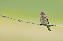 Twite (Carduelis / Acanthis flavirostris) resting on a barbed wire fence. Isle of Berneray, Outer Hebrides, Scotland. August