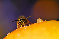 Common wasp (Vespula vulgaris) feeding on an apple. Perthshire, Scotland, August