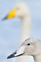 Whooper swan (Cygnus cygnus) juvenile with adult behind. Scotland, November