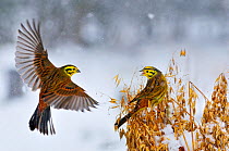 Yellowhammers (Emberiza citrinella) coming in to land of a sheaf of oats in winter. Perthshire, Scotland, February