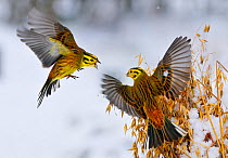 Two male Yellowhammers (Emberiza Citrinella) fighting over a sheaf of oats in winter. Perthshire, Scotland, February