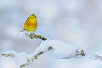 Yellowhammer (Emberiza citrinella) perching on a snow covered branch. Perthshire, Scotland, December