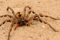 Rain spider (Palystes superciliosus) Noup, Namaqualand, Northern Cape, South Africa