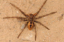 Rain spider (Palystes superciliosus) Noup, Namaqualand, Northern Cape, South Africa