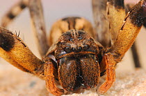Close up of mouthparts of Rain spider (Palystes superciliosus) Noup, Namaqualand, Northern Cape, South Africa