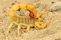 Scorpion (Parabuthus granulatus) Noup, Northern Cape, South Africa