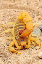 Scorpion (Parabuthus granulatus) Noup, Northern Cape, South Africa