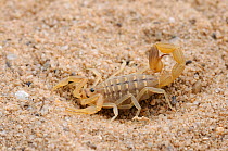 Scorpion (Uroplectes carinatus) Noup, Namaqualand, Northern Cape, South Africa