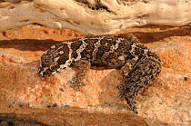 Rough thick-toed gecko (Pachydactylus barnardi) adult. Noup, Namaqualand, Northern Cape, South Africa