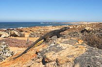 Karoo girdled lizard (Cordylus polyzonus) in rocky shoreline habitat. Noup, Namaqualand, Northern Cape, South Africa