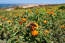 Cape / Namaqua Dwarf Chameleon (Bradypodion pumilum) among flowering succulent plants in coastal habitat. Noup, Namaqualand, Northern Cape, South Africa, January.