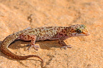 Thick-toed gecko (Pachdactylus spp.) nr garies, Northern Cape, South Africa