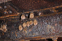 Geoffroy's horseshoe bat (Rhinolophus clivosus) roosting in shipwrecked ship. Noup, Namaqualand, Northern Cape, South Africa