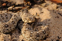 Namaqua Dwarf Adder (Bitis schneideri), the smallest adder in the world. Noup, Namaqualand, Northern Cape, South Africa, January.