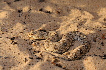 Namaqua Dwarf Adder (Bitis schneideri) resting on sand; the smallest adder in the world. Noup, Namaqualand, Northern Cape, South Africa, January.