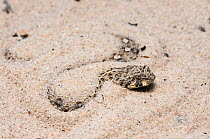 Namaqua Dwarf Adder (Bitis schneideri) hiding by burrowing in sand. Noup, Namaqualand, Northern Cape, South Africa, January.