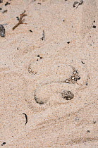 Namaqua Dwarf Adder (Bitis schneideri) hiding by burrowing in sand. Noup, Namaqualand, Northern Cape, South Africa, January.