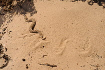 Namaqua Dwarf Adder (Bitis schneideri) leaving sidewinding tracks across sand. Noup, Namaqualand, Northern Cape, South Africa, January.