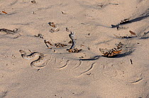 Namaqua Dwarf Adder (Bitis schneideri) leaving sidewinding tracks across sand. Noup, Namaqualand, Northern Cape, South Africa, January.