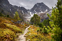 Alpine pine forest path leading to the Feichtener Karlspitze (2916 metres), Austrian Alps, Europe, June 2009.